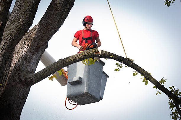 Tree Service Company in Fair Plain, MI